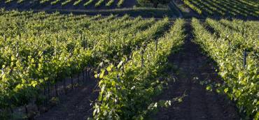 Les sentiers viticoles – Pierrevert